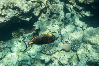 Arka plan mercan resif üzerinde turuncu omurga surgeonfish