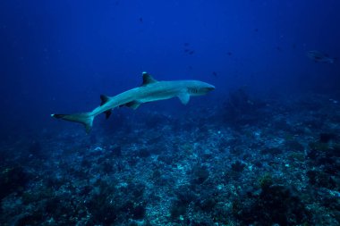 Komodo Ulusal Parkı içinde beyaz ucu köpekbalığı sualtı görünümünü