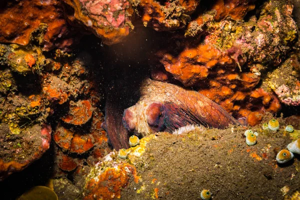 Poulpe Sur Récif Corallien Près Bali Île — Photo