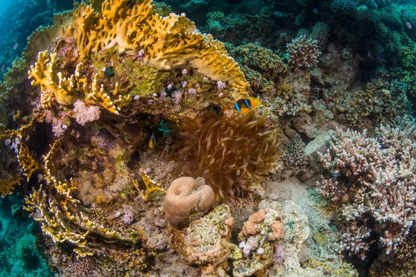 Clownfisk Korallrev Röda Havet — Stockfoto