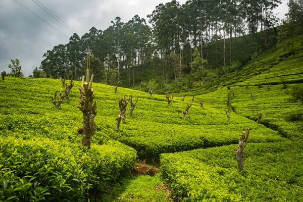 Hermosa Plantación Verde Sri Lanka — Foto de Stock