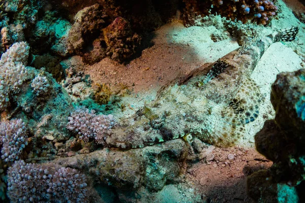 Tentacled Flathead Coral Reef Red Sea Sharm Sheikh Egypt — Stock Photo, Image