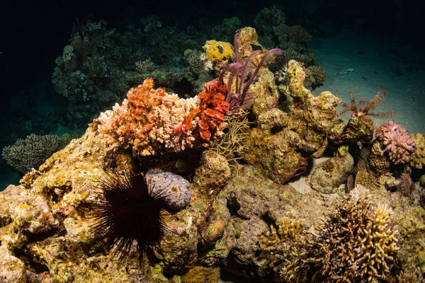 Όμορφη Υποβρύχια Προβολή Των Κοραλλιογενών Υφάλων Στην Ερυθρά Θάλασσα Βράδυ — Φωτογραφία Αρχείου