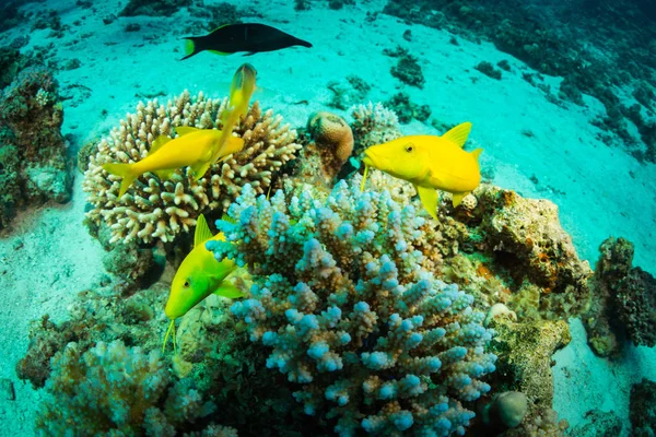 Tropical fishes on background of coral reef in Red Sea, Sharm El Sheikh, Egypt
