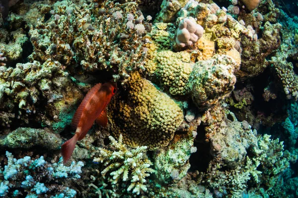 Tropical fishes on beautiful coral garden in Red Sea, Sharm El Sheikh, Egypt