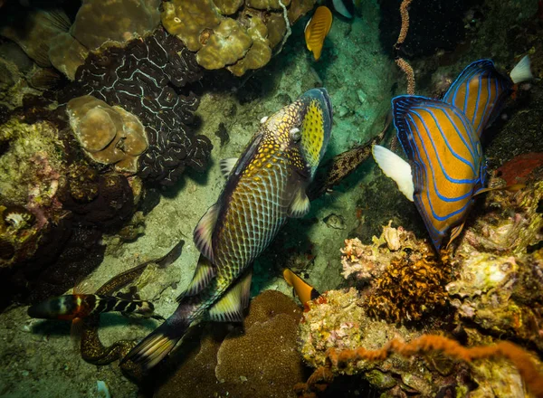 Υποβρύχια Προβολή Των Όμορφων Ψαριών Κοντά Kot Τάο Ταϊλάνδη — Φωτογραφία Αρχείου
