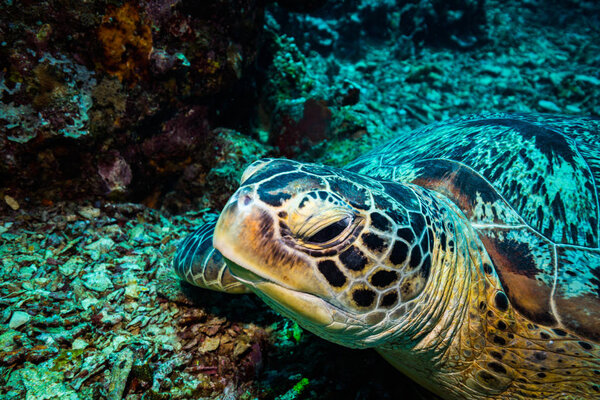 underwater view of Turtle in Komodo national park