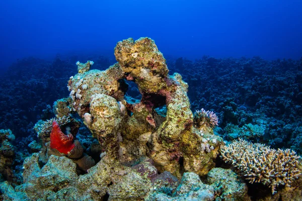 Hermoso Jardín Coral Mar Rojo Sharm Sheikh Egipto —  Fotos de Stock