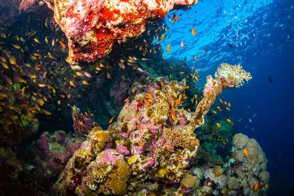 Красиві Коралові Саду Червоне Море Шарм Ель Шейх Єгипет — стокове фото