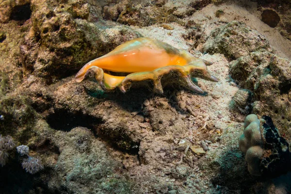 Onderwater Uitzicht Tridacninae Mooie Rif Van Rode Zee — Stockfoto