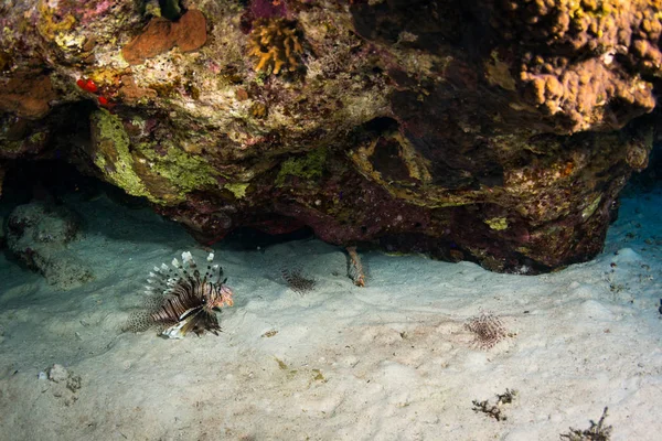 Lionfish Rouge Chasse Sur Magnifique Récif Corallien Mer Rouge — Photo