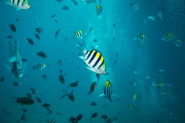 stock image underwater view of Sergeant fishes neat Koh Tao, thailand