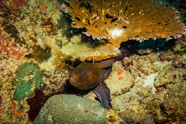 Filmagem Subaquática Flora Fauna Oceânica Bali Indonésia — Fotografia de Stock