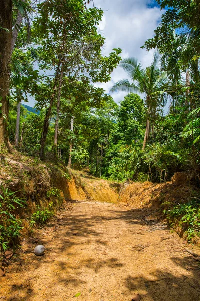 Selva Verde Koh Samui Primavera Tailandia — Foto de Stock