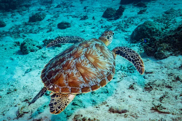 Sualtı kaplumbağa görünümünde reef Gili Adaları, Endonezya