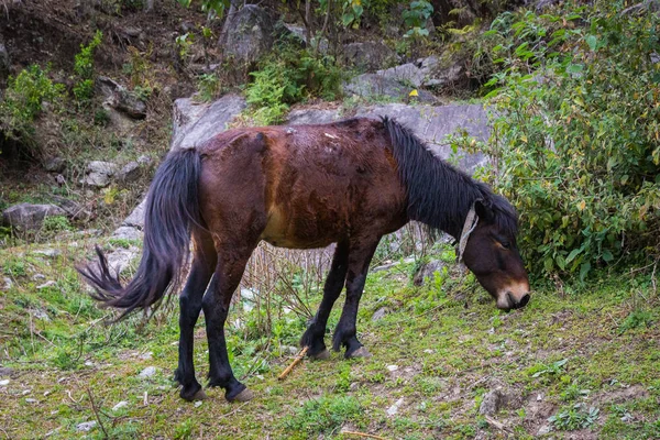 Tiere Auf Dem Weg Zum Anapurna Basislager — Stockfoto
