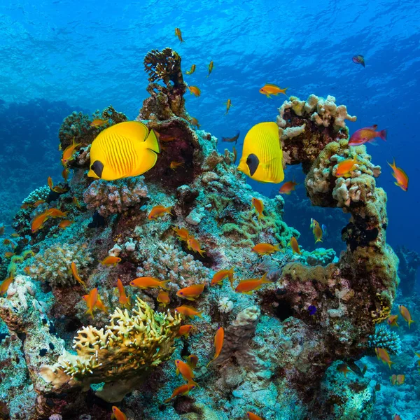 チョウチョウウオ科紅海の美しいサンゴ礁の水中観 — ストック写真