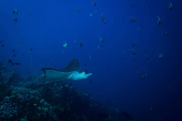 Spotted eagle ray in Komodo national park