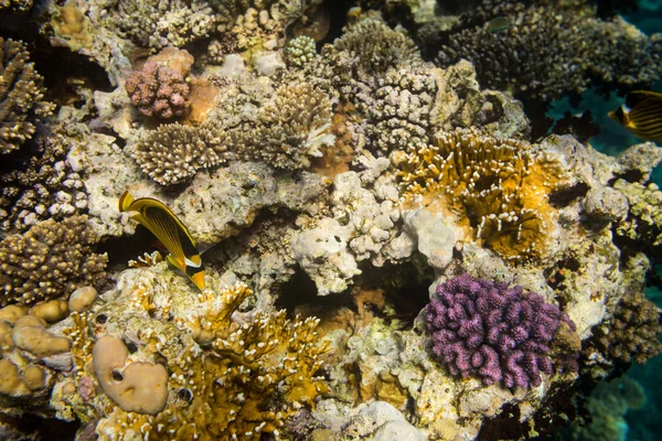 Bela Butterflyfish Recife Coral Mar Vermelho Sharm Sheikh Egito — Fotografia de Stock