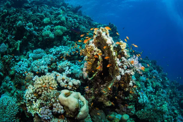 Тропічні Риби Фоні Коралові Рифи Червоного Моря Шарм Ель Шейх — стокове фото