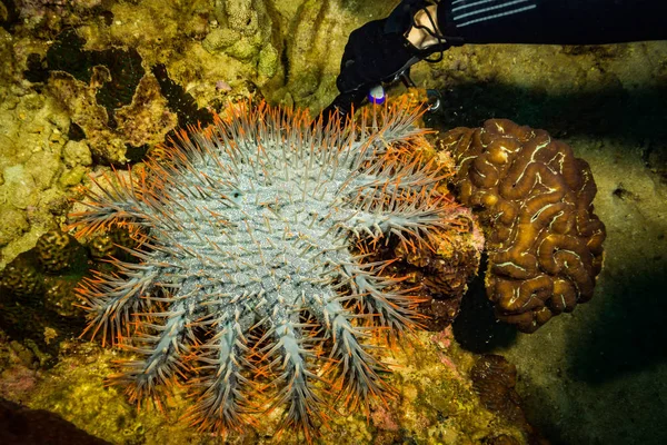 Imagen Recortada Del Hombre Tocando Acanthaster Arrecife Coral Koh Tao —  Fotos de Stock