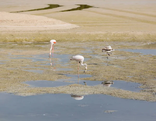 Lagün Ras al Khor içinde pembe flamingolar