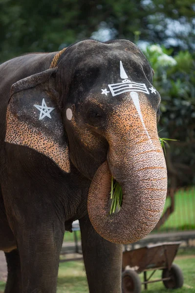 Elefante Templo Indiano Tamil Nadu — Fotografia de Stock