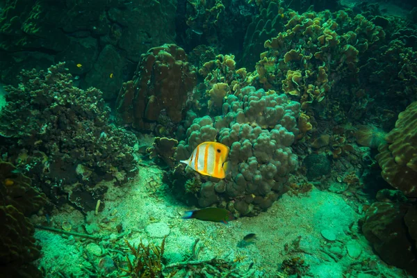 Beautiful Butterflyfish Reef Kot Tao Island Thailand — Stock Photo, Image