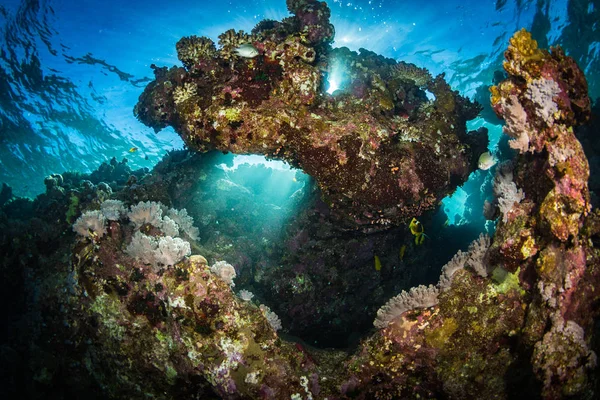 Beautiful Coral Garden Red Sea Sharm Sheikh Egypt — Stock Photo, Image