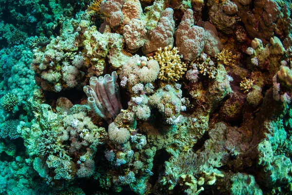 Όμορφο Κοραλλιών Κήπο Στην Ερυθρά Θάλασσα Σαρμ Σέιχ Αίγυπτος — Φωτογραφία Αρχείου