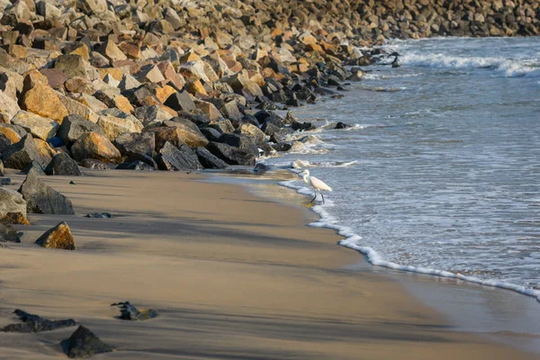 白鷺が日没のインド洋のビーチに沿って歩く — ストック写真