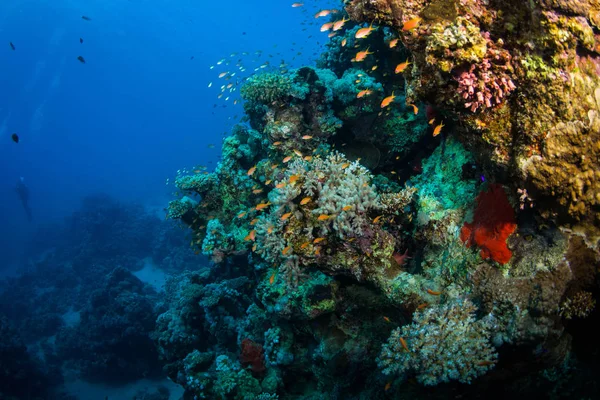 Красивый Цветной Коралловый Сад Красном Море Шарм Эль Шейх Египет — стоковое фото