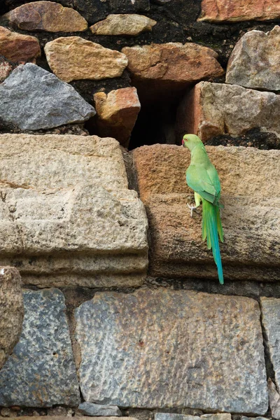 Grüner Papagei Sitzt Auf Einer Uralten Mauer — Stockfoto