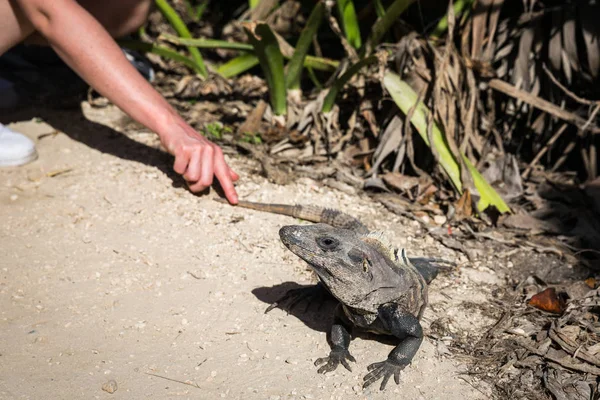 Abgeschnittenes Bild Einer Frau Die Bei Sonnigem Wetter Schönen Leguan — Stockfoto