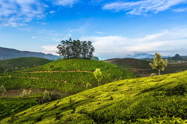 Hermosa Plantación Verde India Provincia Kerala — Foto de Stock