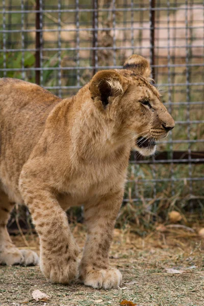 Tijger Dierentuin Overdag — Stockfoto