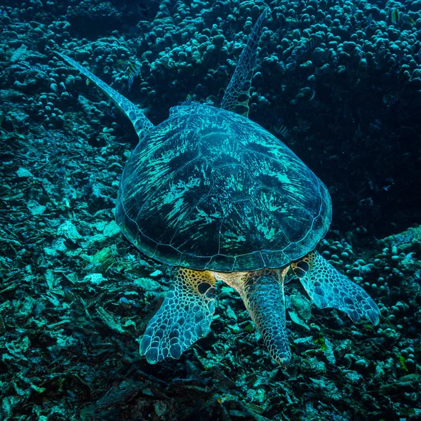 Sualtı kaplumbağa görünümünde Komodo Ulusal Parkı