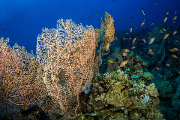 Kızıldeniz Sharm Sheikh Mısır Dahab Yakınındaki Resif Üzerinde Gorgonian — Stok fotoğraf