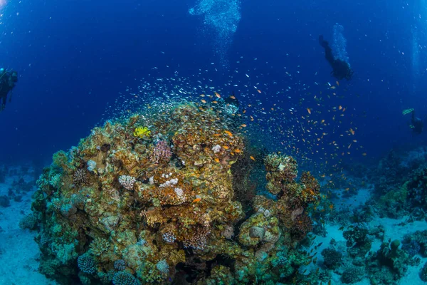 Підводний Постріл Морська Підлога — стокове фото