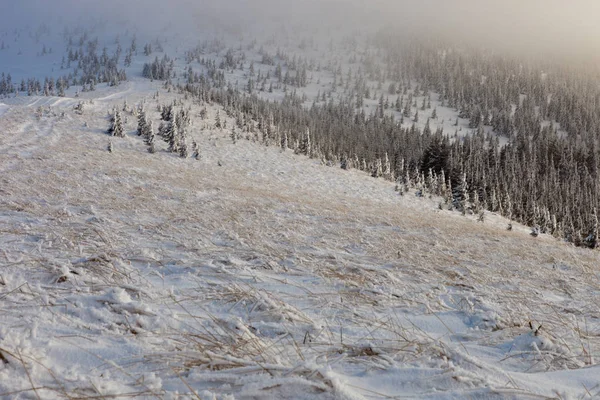 Vackert Vinterlandskap Snötäckta Ukrainska Karpaterna Bergen — Stockfoto