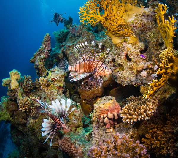 Κόκκινο Lionfish Κυνήγι Στις Όμορφες Κοραλλιογενών Υφάλων Στην Ερυθρά Θάλασσα — Φωτογραφία Αρχείου