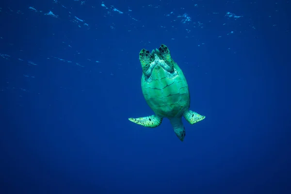 Підводний Подання Красивих Зелених Черепах Риф Cozumel — стокове фото