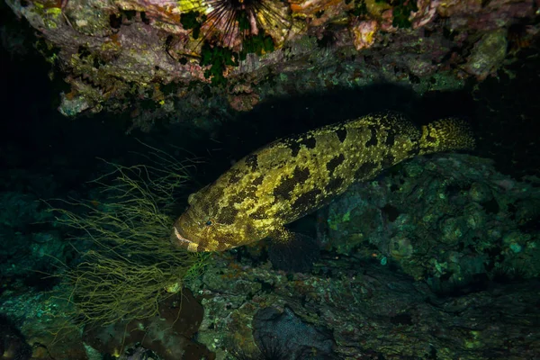 Underwater View Malabar Grouper Koh Tao Island Thailand — Stock Photo, Image