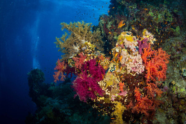 Beautiful coral garden in Red Sea, Sharm El Sheikh, Egypt