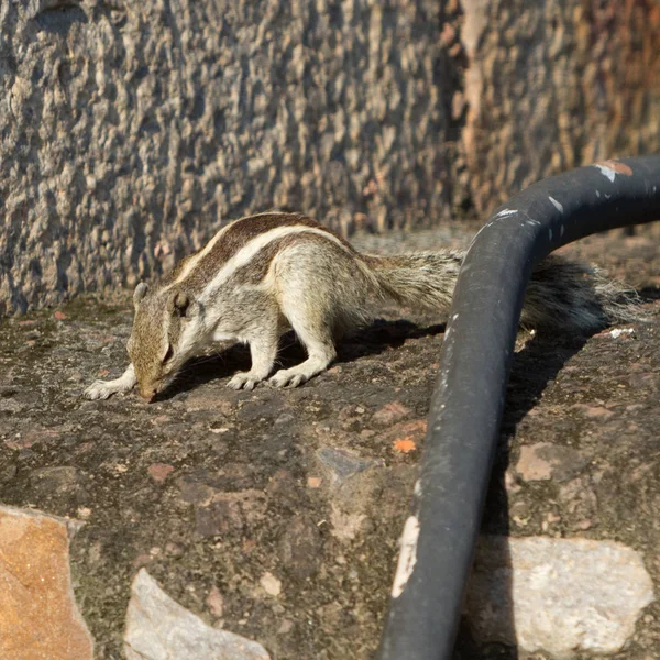 뉴델리에서 Qutub Minar의 박물관 다람쥐 — 스톡 사진