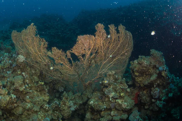 Gorgonií Útesu Poblíž Dahab Rudém Moři Sharm Sheikh Egypt — Stock fotografie