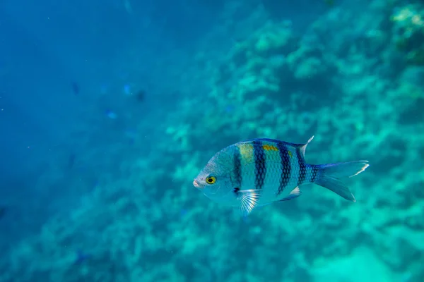 셰이크 이집트에서 산호초의 배경에 물고기 — 스톡 사진