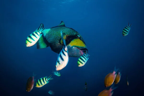 Belle Grande Triggerfish Près Île Koh Tao Thaïlande — Photo