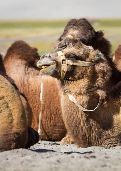 Camellos Desierto Medio Del Himalaya Indio — Foto de Stock