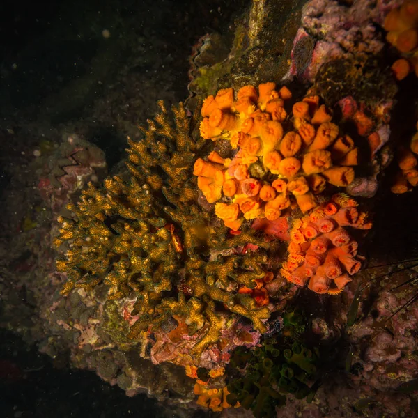 Krásný Korálový Útes Poblíž Koh Tao Ostrov Thajsko — Stock fotografie